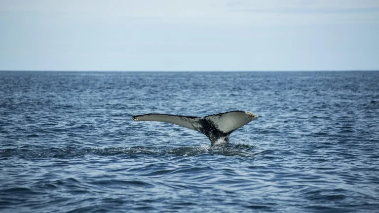 Cauda de baleia emergindo verticalmente da superfície do oceano, com gotas de água caindo ao redor, em mar aberto sob céu nublado — momento característico antes do mergulho profundo.