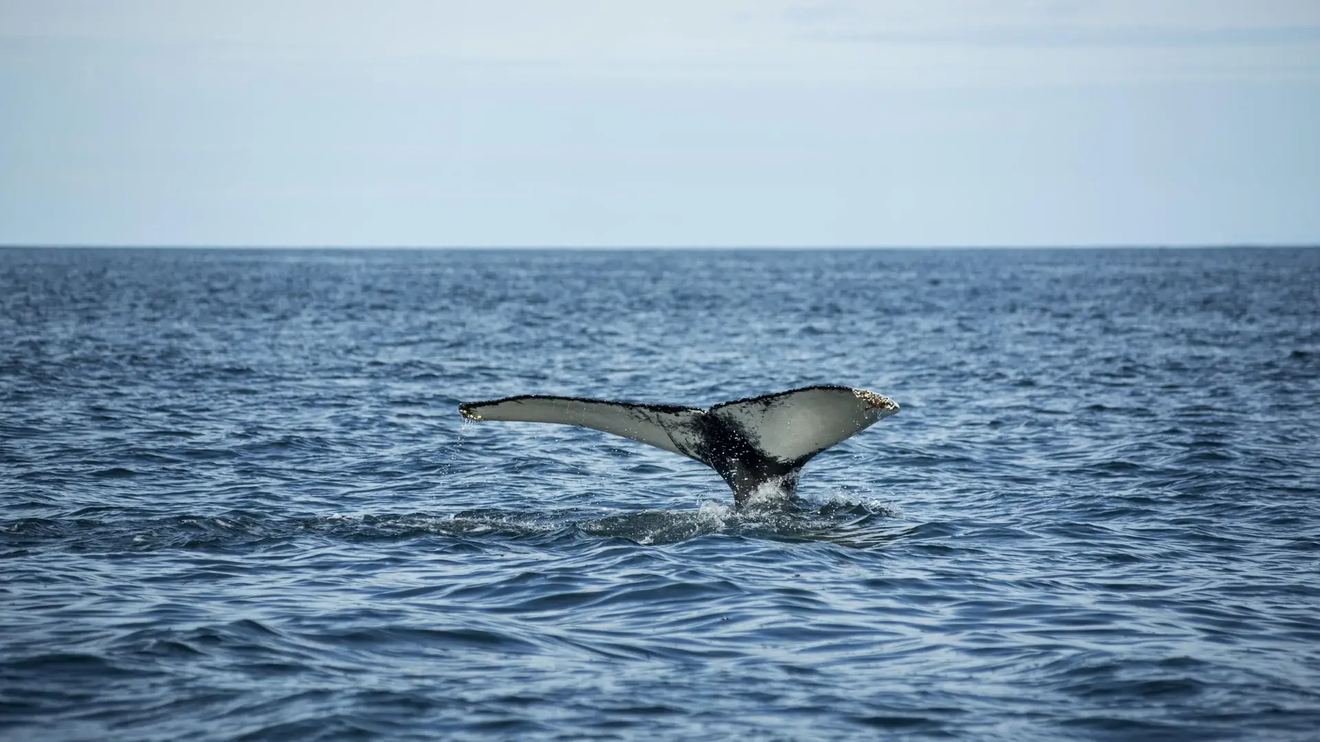 Cauda de baleia emergindo verticalmente da superfície do oceano, com gotas de água caindo ao redor, em mar aberto sob céu nublado — momento característico antes do mergulho profundo.