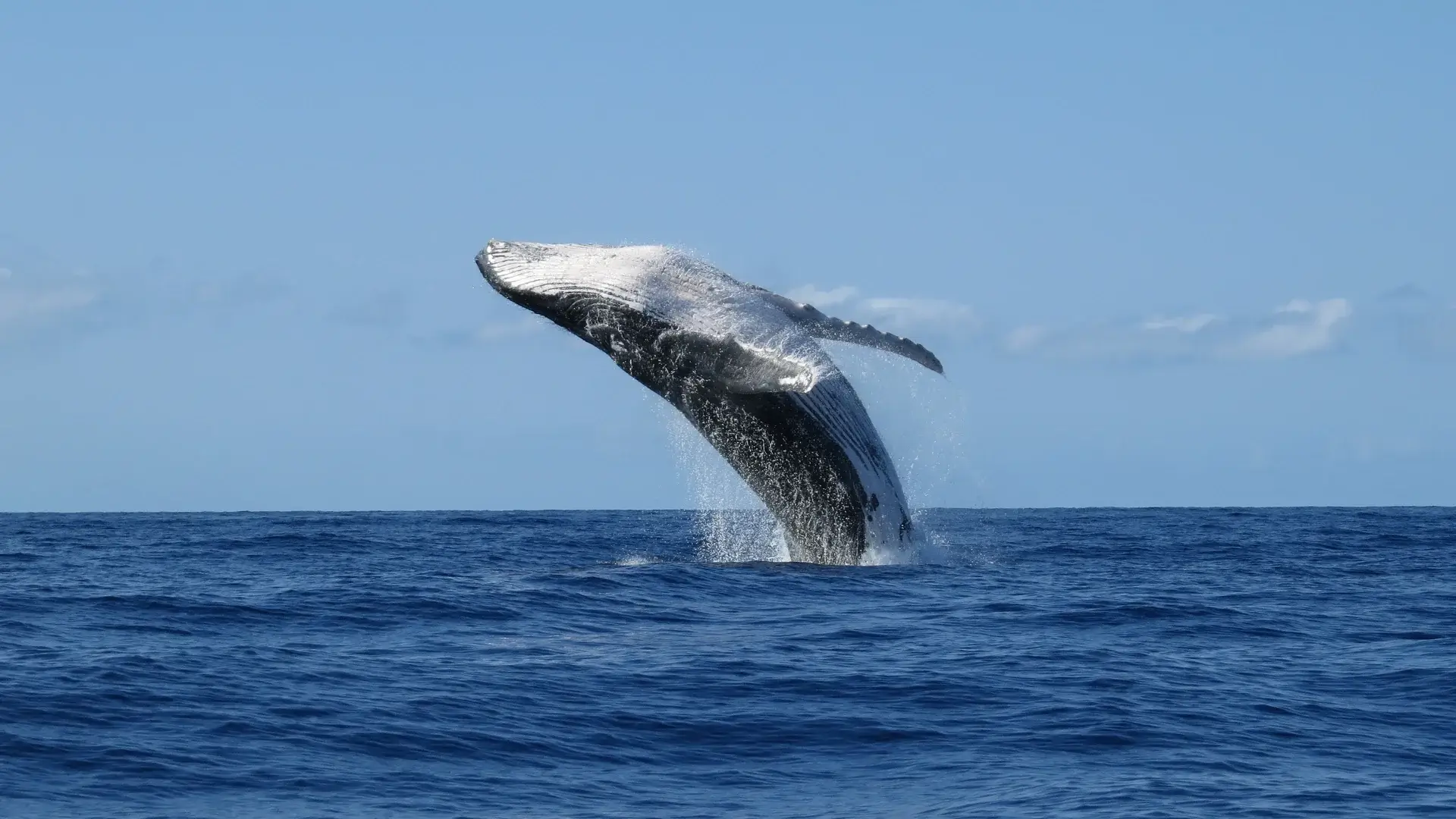 Baleia saltando parcialmente fora da água do oceano azul, exibindo seu corpo manchado de branco e preto contra o céu claro.